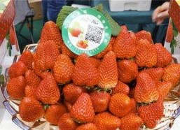 草莓国产在线,品味本土鲜甜，共筑绿色食尚