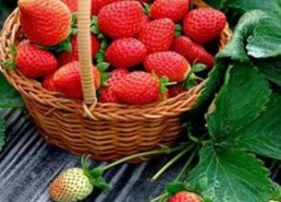 完整国产免费水莓100,免费品尝100份水莓的甜蜜诱惑